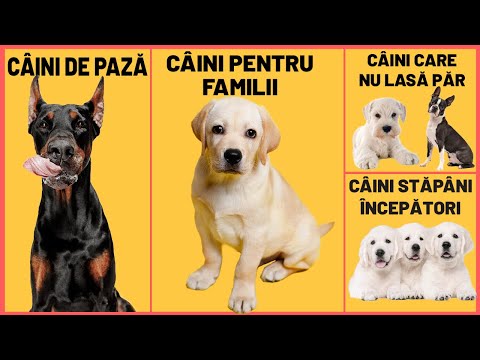 Video: Remedii pentru curele pentru câini