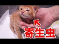 仔猫の体からあの寄生虫が大量に出てきました