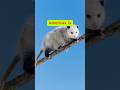 The Opossum’s Secret: How Playing Dead Saves Its Life #facts #wildliferescue #animals #wildlife