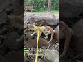 Oli’s first trek 🐈🧿 #catvideos