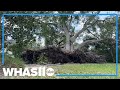 Deadly storms and tornadoes touch down across Southeast US