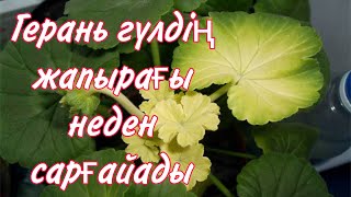 Герань гүлдің жапырағы неден сарғайады. Герань неге гүлдемейді. Гүлдер әлемі, үй гүлдері күтімі