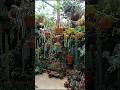 Рай суккулентов!!! #суккуленты #растения #шортс #кактусы #shorts #succulent #plants