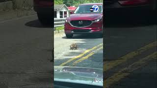 'Why Is The Bunny Winning?': Rabbit's Battle With Snake Stops Traffic