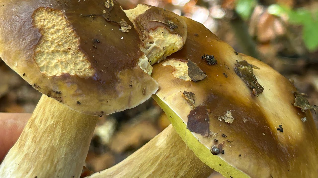 Jak! Mały SPACEREK! Po LESIE! Zamienił się w GRZYBOBRANIE! 16 Października 2025. 