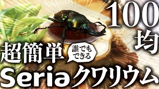 【100均】Seriaの購入品だけでクワリウムを作る！超簡単で誰にでもできます（クワガタ自己満ラボ）