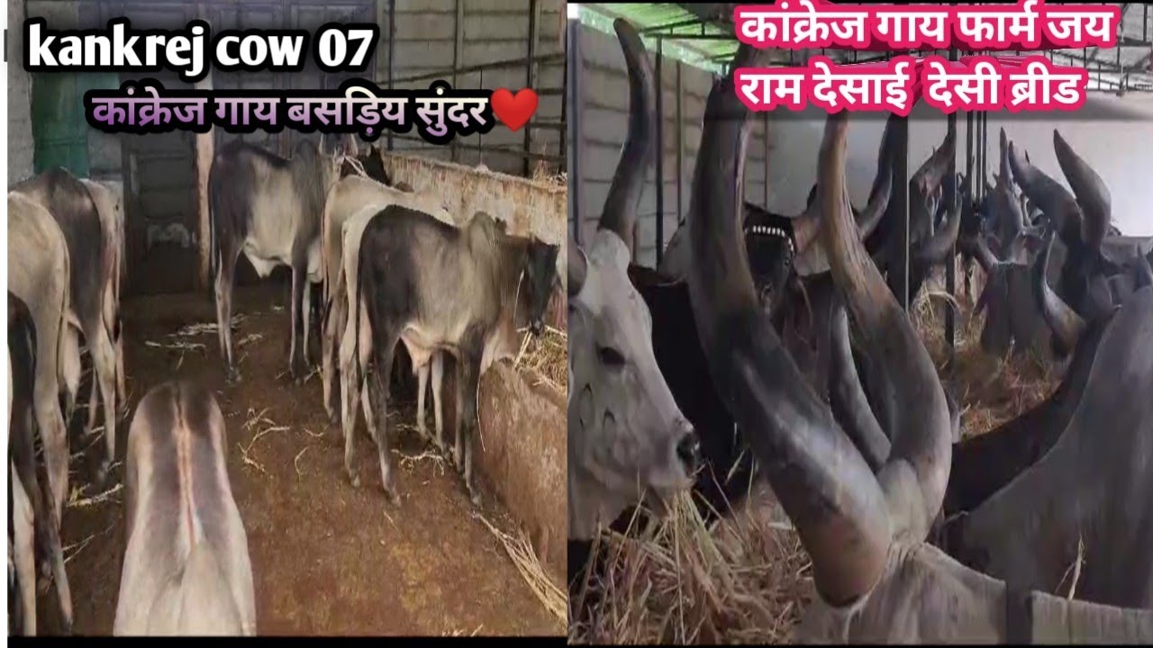 KANKREJ COW Farm AHMEDABAD JAYRAM DESAI beautiful FARM!कांक्रेज गाय फार्म अहमदबाद जय राम देसाई फार्म