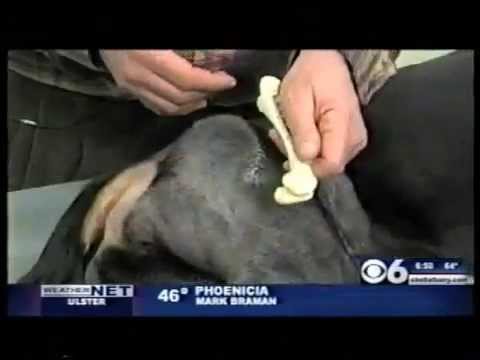 fho surgery canine femoral and neck osteotomy hip dysplasia surgery funnydog tv fho surgery canine femoral and neck osteotomy hip dysplasia surgery funnydog tv