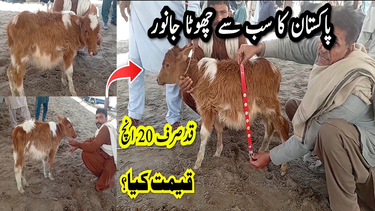 Pakistan Ka Subse Chota Janwar Qad Sirf 20 inch