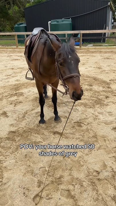 POV: your horse watched 50 shades of grey #horse #equestrian #brumby #