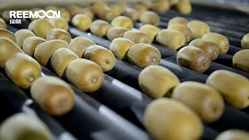 peralatan sorting buah, mesin sorting buah, kilang China, pengeluar, harga, pengilang, pembekal,