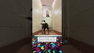 TruzaisadptableattheBentnFranklinHumaneScietyinKennewick,Washingtnvlunteersh