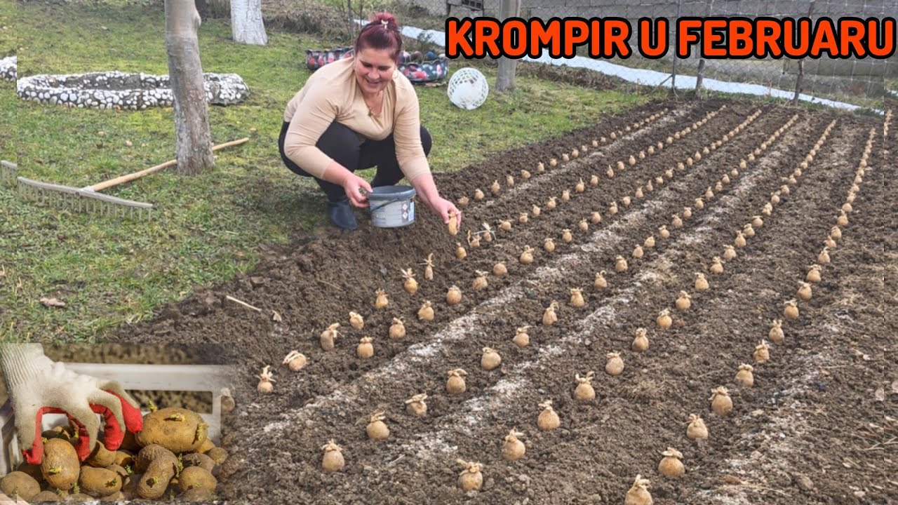 SIJEMO KROMPIR U FEBRUARU🔥 Zašto je dobro sad?