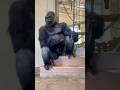 Shabani the Silverback Gorillais Ready to Go