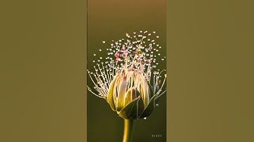 【blooming！？】#flowers #bloom # #aivideo #beatiful #shorts  #animation