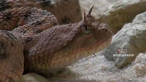 Big Snake so scared of it/Python vs Alligator -- Real Fight -- Python attacks Crocodile--Boys