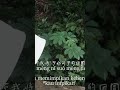 good night#musicmandarin #lirycs #seruseruan #fypシ゚ #viral #songlyrics #beatsongs
