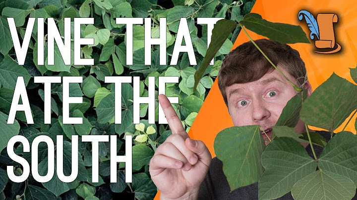 Kudzu History: The Vine That Ate The South