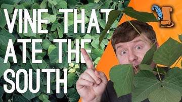 Kudzu History: The Vine That Ate The South