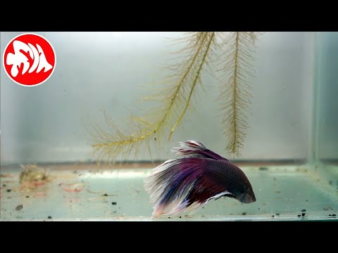 Ikan Cupang Cantik di Aquarium | FAUNA KITA