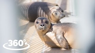 Rescued Seals (Pieterburen) VR / 360° Video Experience