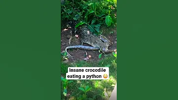 Crocodile vs python 😱 crocodile eats python ⚠️ #snakevscrocodile #crocodile #nature