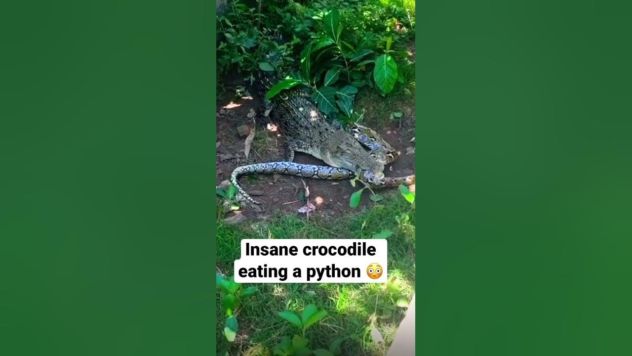 Crocodile vs python 😱 crocodile eats python ⚠️ #snakevscrocodile # ...