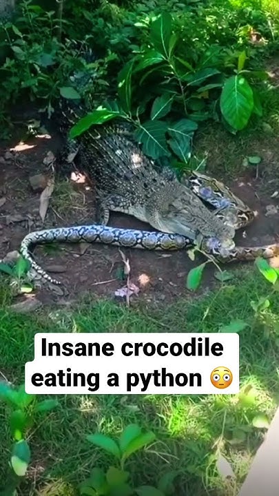 Crocodile vs python 😱 crocodile eats python ⚠️ #snakevscrocodile # ...