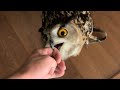How to Survive an Owl Attack (and steal a home)