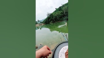 Câu Cá Hồ Tự Nhiên Va Phải Cá Trôi Đỏ Siêu Khủng #cauca #fishing #caucathugian #câucá #caucahoangda