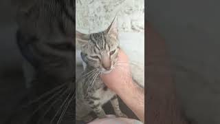 30 August 2023#youtubeshorts #catmasti #catlover #