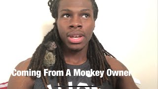 HERE’S WHY MARMOSET MONKEYS DO MAKE GREAT PET’S