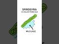 Spirogyra 🌿 | Why it's called Pond Silk? |  #NEET #Biology #Shorts