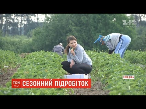 Робота на літо: які вакансії мають найбільший попит на ринку праці