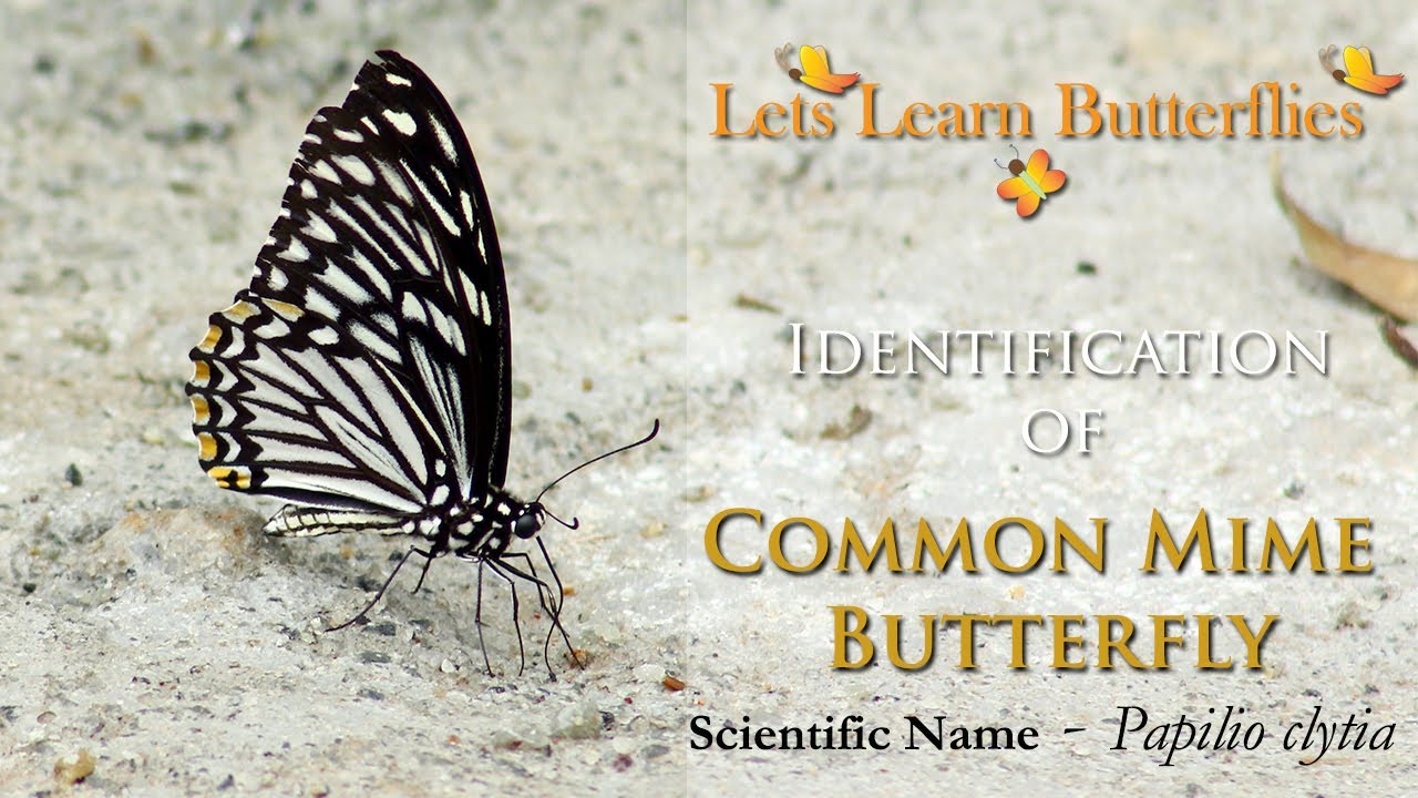 Identification of Common Mime (വഴന ശലഭം) Butterfly in Malayalam with