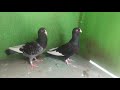 Anas pigeon loft for sale contact 9039992626