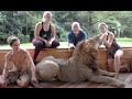 Lion, the most ferocious big cat