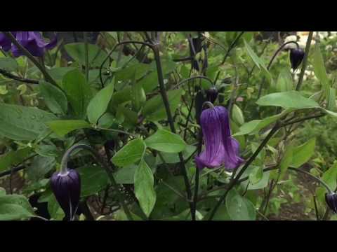 まるおの母 まるこの宿根草と低木の庭 2017 05 25  雨上がりのクレマチス 籠口 カロライン ジギタリスのその後