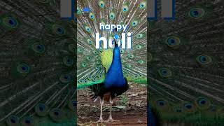 Graceful White To Vibrant Delight Holi Animal Planet