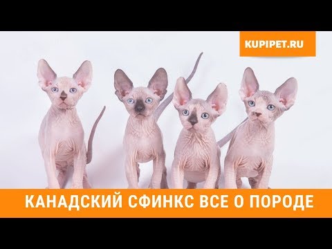 КАНАДСКИЙ СФИНКС ВСЕ О ПОРОДЕ. ИНТЕРЕСНЫЕ ФАКТЫ