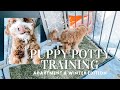 How I Potty Trained My Cavapoo Puppy While Living in an Apartment in the WINTER | Fresh Patch Review