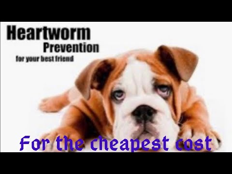 ვიდეო: Heartworm დაავადება კატებში: მიზეზები, სიმპტომები, მკურნალობა და პროფილაქტიკა