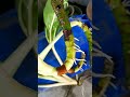 Aglonima stem in water propogate 🌱#garden #indoorplants #nonfollowers #gardening #aglonima
