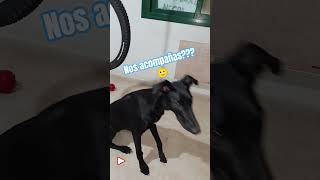 ¡¡Suscríbete!! ⚡🐶 #Horus #DogRescue #VidaNueva