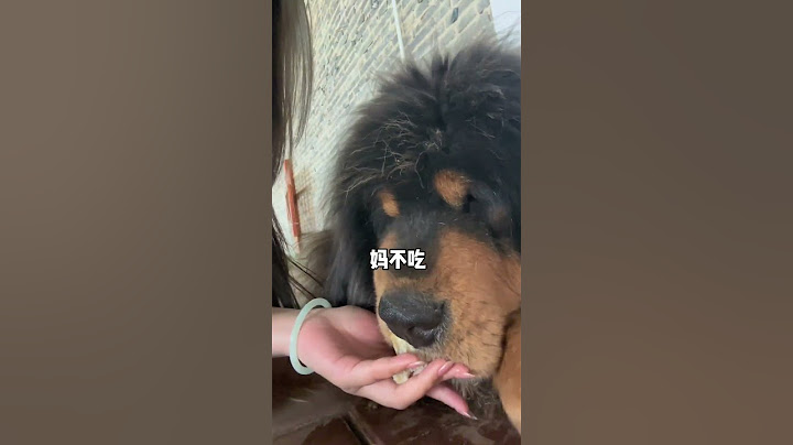 🐶加布：惹不起，要不这骨头你吃？ #dog #pets #藏獒 #加布 #萌宠 #宠物 #tibet #tibetanmastiff  #shortsvideo