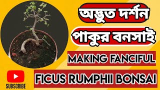 Making Fanciful Style Ficus Rumphii Bonsai |  অদ্ভুত দর্শন পাকুর বনসাই | BonsaiForestbd