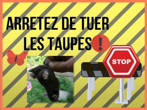 Vidéo: Voici à Quoi Ressemble Une Taupe Cancéreuse