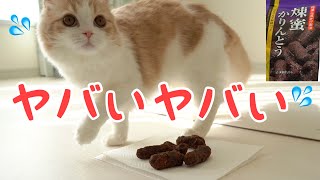 かりんとうを自分のう〇ちと勘違いしてカキカキしちゃう猫！