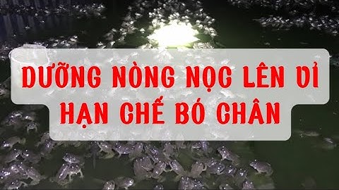Cách nuôi nòng nọc ếch lên chân hiệu quả, bó chân nòng nọc | Thuốc dưỡng nòng nọc