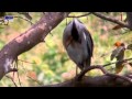 Garcilla azulada * Striated Heron